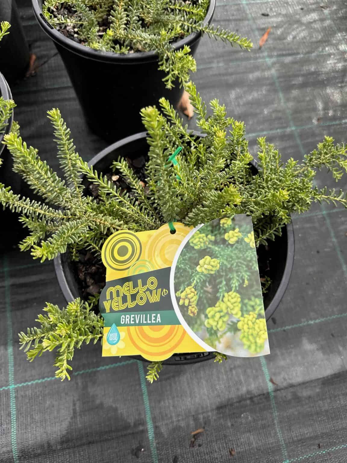 Mello Yellow – Killuke Nursery