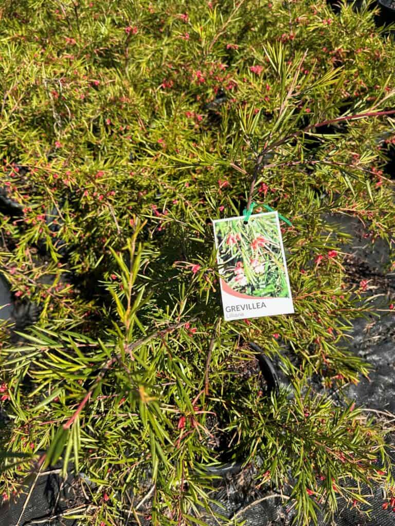 Mello Yellow – Killuke Nursery